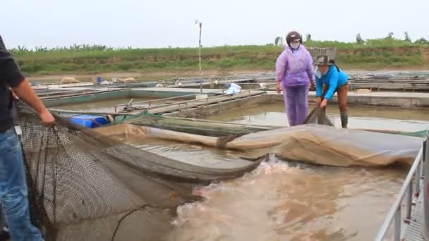 ハイ ズオン、ベトナム、11 月 26 日: 漁師の魚の農場で働いて — ストック動画