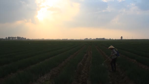 Agricultor pulverização de pesticidas para cebolas — Vídeo de Stock