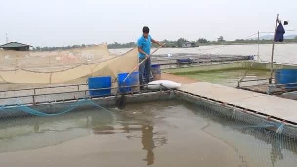 Hai Duong, Vietnam, November, 26: fiskare som arbetar på fiskodling — Stockvideo