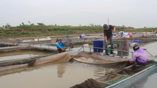 Hai Duong, Vietnam, listopadu, 26: rybáři pracující na ryby z farmy — Stock video