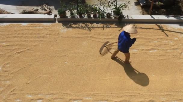 HAI DUONG, VIETNAM, NOVEMBER, 1: Poor farmer drying rice after harvest — Stock Video