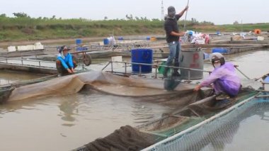 Hai Duong, Vietnam, Kasım, 26: balık çiftliğinde çalışan balıkçılar