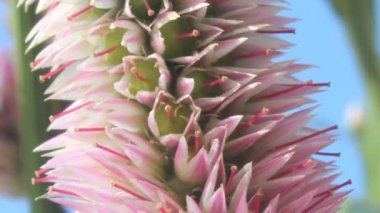 mor çiçekler ve gökyüzü