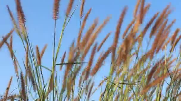 阳光明媚的日子在风中摇曳的芦苇夏天场面 — 图库视频影像