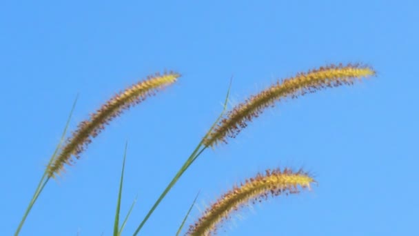 Scena estiva di canne che ondeggiano nel vento in una giornata di sole — Video Stock