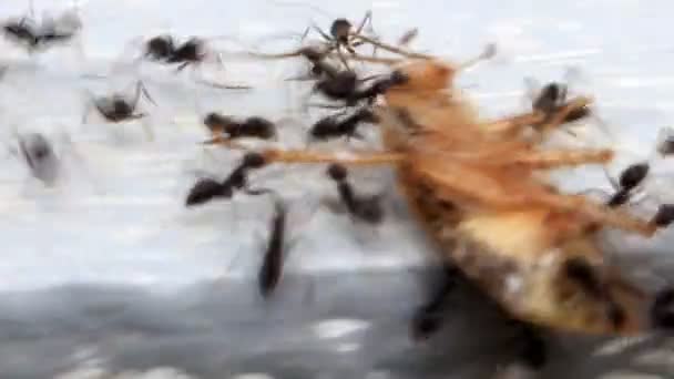 Karınca yemi taşımak Telifsiz video © dinhngochung Stok çekim 79555558