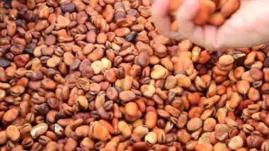 Fasulye sıkı atış sıralama