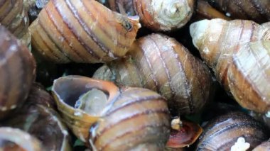 sinek ölü salyangoz üzerinde tünemiş