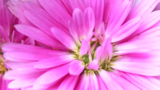 Gerbera viola — Video Stock