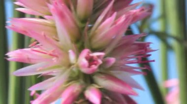 mor çiçekler ve gökyüzü