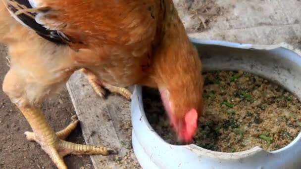 Chicken eating rice — Stock Video