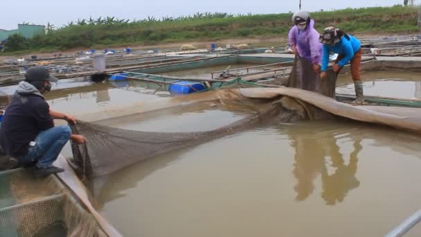 Hai Duong, Vietnam, 26 November: vissers werken op viskwekerij — Stockvideo