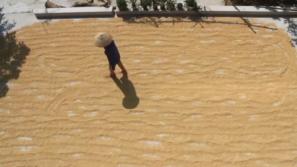 アジアを収穫後乾燥米 — ストック動画