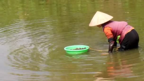 Бедный фермер ловит улиток в реке, Вьетнам — стоковое видео