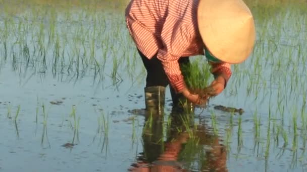 Haiduong, Vietnam, 6 giugno 2015: Agricoltori coltivati a riso nel campo . — Video Stock