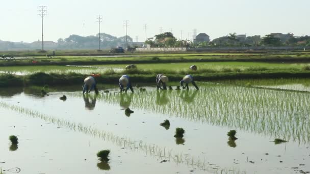 Haiduong, Vietnam, 6, 2015 júniusáig: rizs területén termesztett mezőgazdasági termelők. — Stock videók