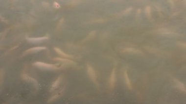  Nehri üzerinde balık çiftliği