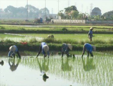 Haiduong, Vietnam, 6 Haziran 2015: yetiştirilen pirinç alanında çiftçi.