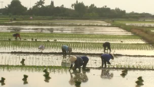 Haiduong, Vietnam, 6 giugno 2015: Agricoltori coltivati a riso nel campo . — Video Stock