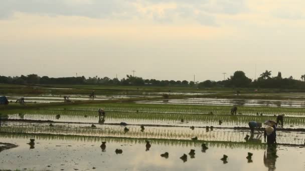 Boeren aanplant van rijst in het veld — Stockvideo