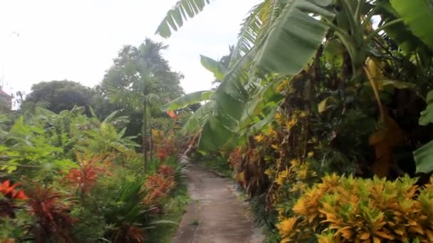 Fleur rouge fleurissant dans le jardin — Video