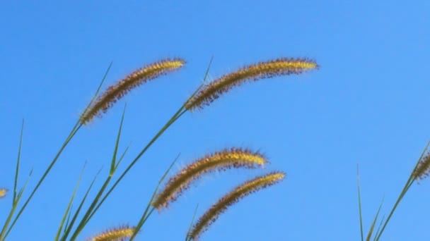 在非常晴朗风中摇曳的芦苇夏天场面 — 图库视频影像