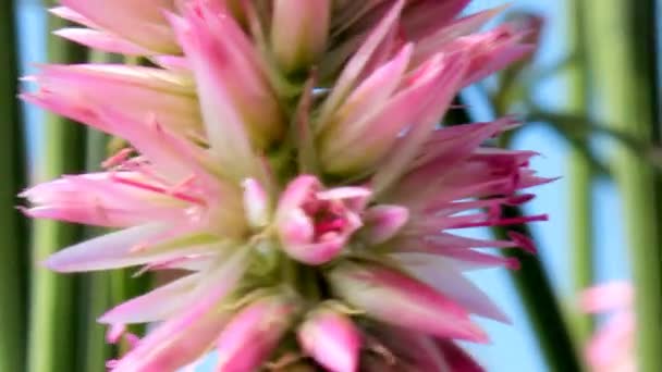 A Gerbera Roxa — Vídeo de Stock