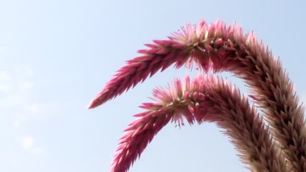 紫色的非洲菊 — 图库视频影像