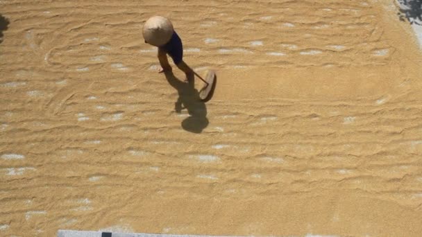 Dry rice after harvesting, vietnam — Stock Video