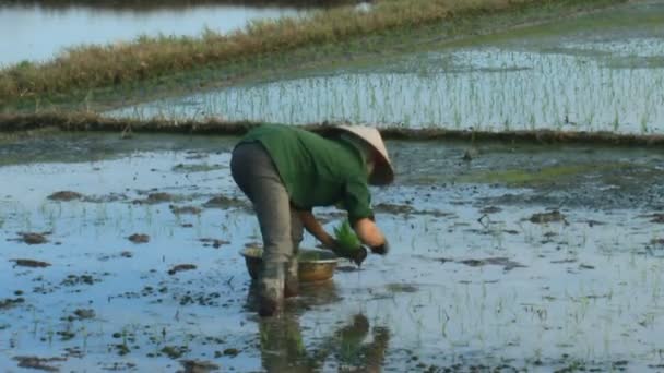 Haiduong, Vietnam, 6 de junio de 2015: Los agricultores cultivan arroz en el campo . — Vídeos de Stock