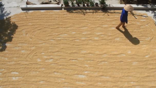 Arroz seco después de la cosecha, vietnam — Vídeos de Stock