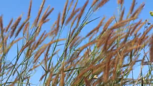 Verano escena de cañas ondeando en los vientos muy soleado — Vídeo de stock