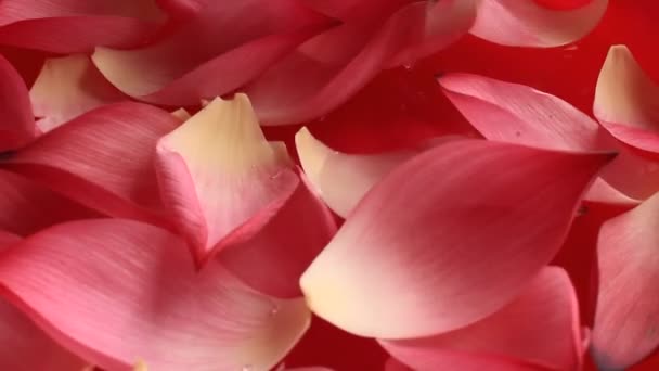 Lotus petals in water bowl — Stock Video