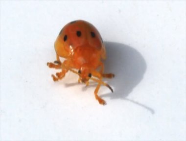 ladybugs yaprak ve çiçek