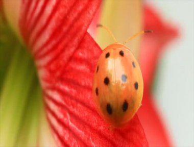 ladybugs yaprak ve çiçek