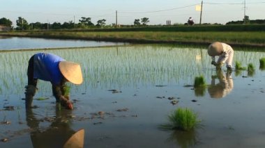 Haiduong, Vietnam, 6 Haziran 2015: yetiştirilen pirinç alanında çiftçi.
