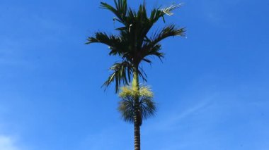 Areca ağaçlar ve gökyüzü