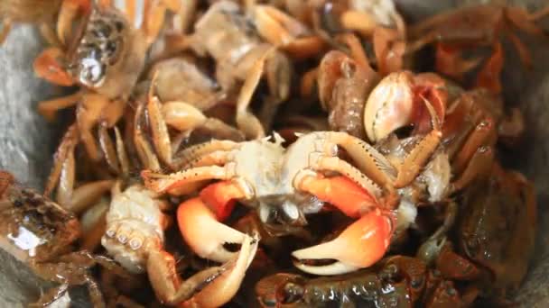 Processing food from shrim and crab by mortar and pestle — Stock Video