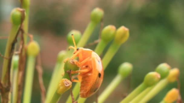 Lieveheersbeestjes blad en bloem — Stockvideo