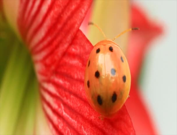 Ladybugs leaf and flower — Stock Video