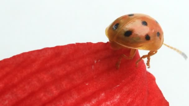 coccinelles feuille et fleur 
