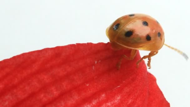 Ladybugs leaf and flower — Stock Video