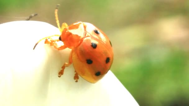 Nyckelpigor blad och blomma — Stockvideo