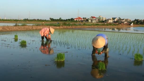 Haiduong, Vietnam, června, 6, 2015: zemědělci pěstují rýži v poli. — Stock video