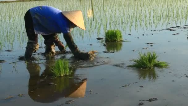 Haiduong, Vietnam, 6. Juni 2015: Bauern bauen Reis auf dem Feld an. — Stockvideo