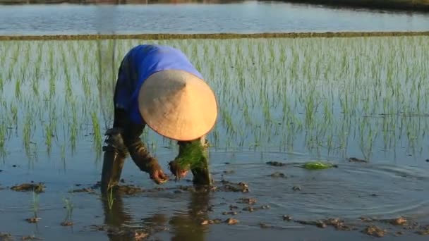 Haiduong, Vietnam, juni, 6, 2015: bönderna odlas ris i fältet. — Stockvideo