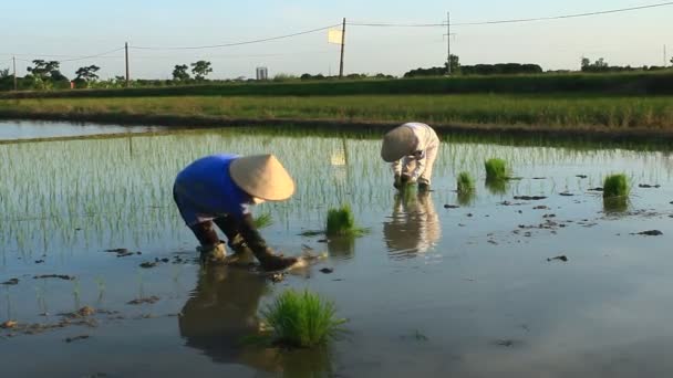Haiduong, Vietnam, června, 6, 2015: zemědělci pěstují rýži v poli. — Stock video
