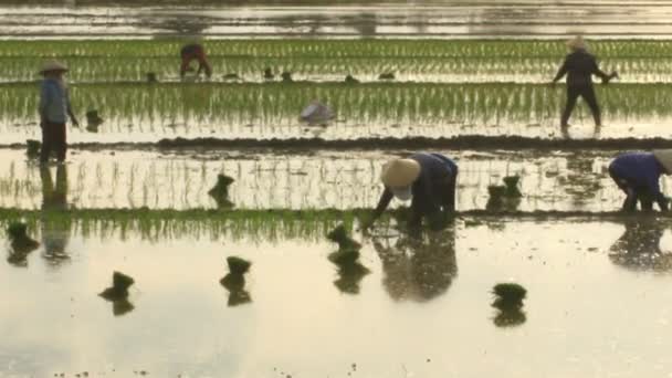 Haiduong, Vietnam, juni, 6, 2015: bönderna odlas ris i fältet. — Stockvideo