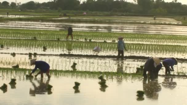 Haiduong, Vietnam, června, 6, 2015: zemědělci pěstují rýži v poli. — Stock video