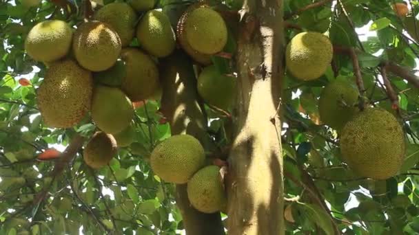 Jackfruit tree with fruit — Stock Video